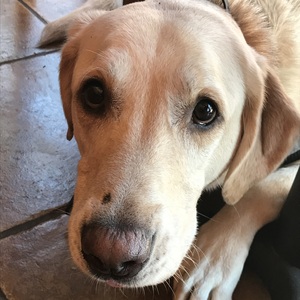 Fundraising Page: Jennifer Vaughn